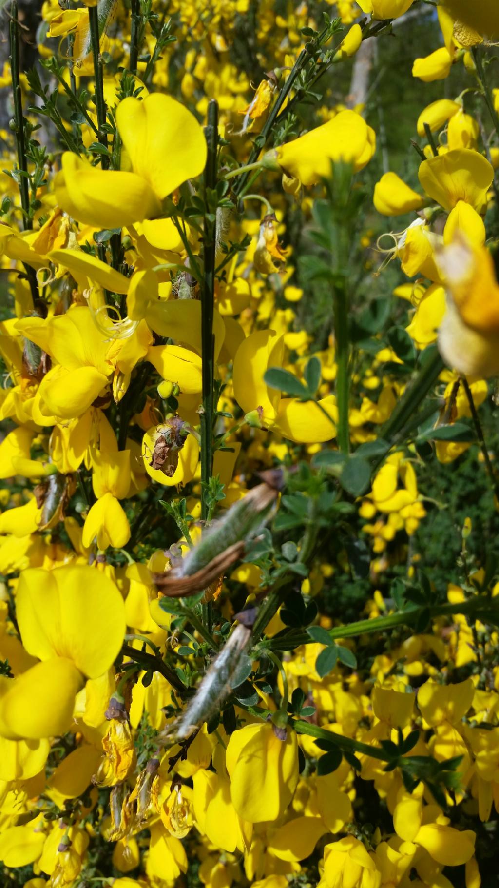 Cytisus scoparius (L.) Link (Fabaceae) Ginestra dei carbonai